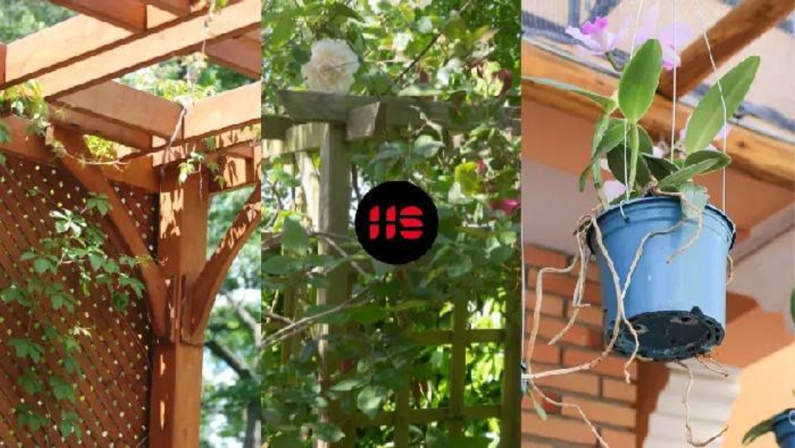 Jaké rostliny vybrat na pergolu