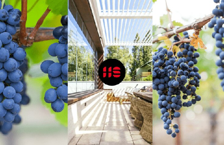 Jak pěstovat víno na pergole?